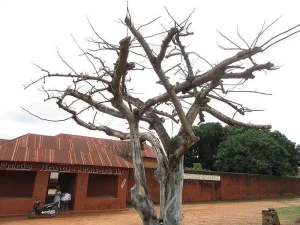 Que faire au Bénin - 62321